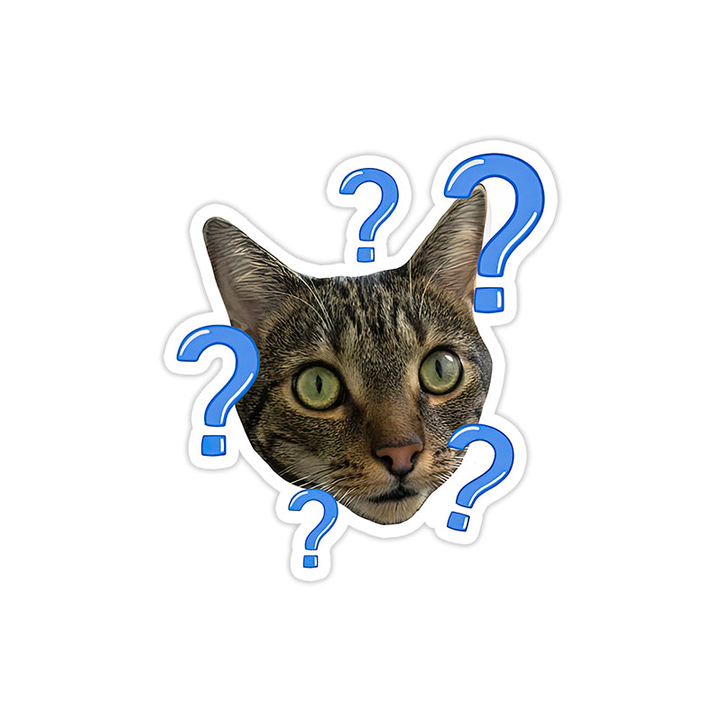 Questioning cat